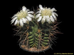 Gymnocalycium pungens 38